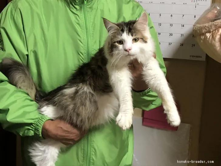 ID:1911-01812の子猫