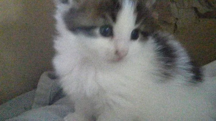 はる 様のお迎えした子猫