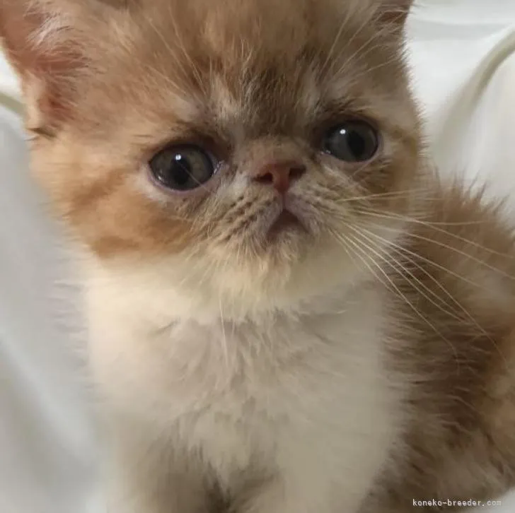 ID:2210-02949の子猫