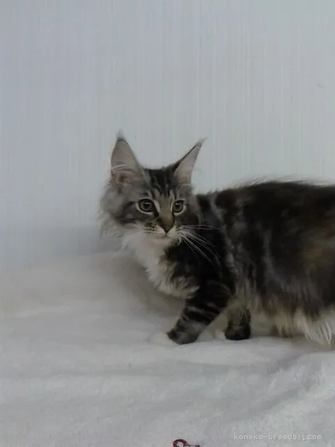 jin 様のお迎えした子猫