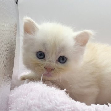 サイベリアン【三重県・女の子・2024年10月4日・カメオタビー】の写真「可愛い女の子」