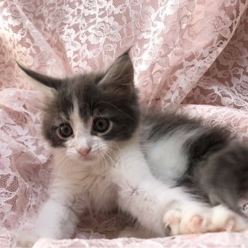 メインクーン【三重県・男の子・2023年10月24日・ブルークラシックタビー】の写真「可愛い王子様」