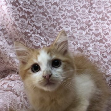 サイベリアン【三重県・男の子・2023年7月15日・レッドマッカレルタビーホワイト】の写真「イケメンくん」