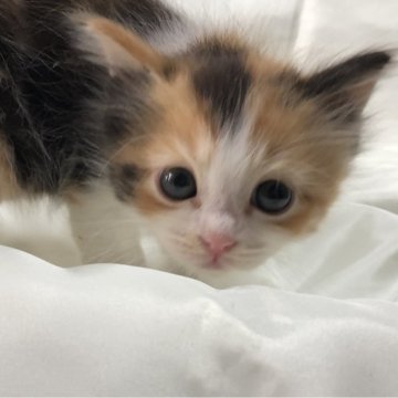 サイベリアン【三重県・女の子・2024年1月21日・キャリコ】の写真「可愛いお姫様」