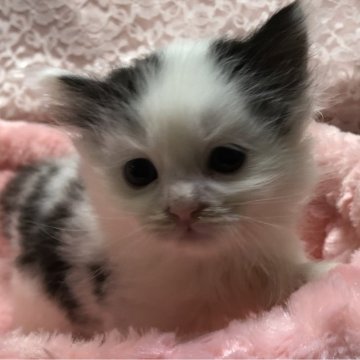 サイベリアン【三重県・男の子・2024年1月21日・ブラックホワイト】の写真「可愛い男の子」