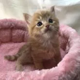 サイベリアン【三重県・男の子・2023年1月21日・レッドマッカレルタビーホワイト】の写真1