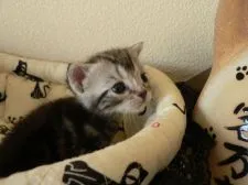 アメリカンショートヘア【三重県・女の子・2016年4月23日・シルバータビー】の写真1