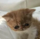 エキゾチックショートヘア【三重県・男の子・2022年9月6日・レッドタビー/ホワイト】の写真2