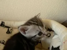 アメリカンショートヘア【三重県・女の子・2016年4月23日・シルバータビー】の写真2