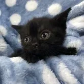 アメリカンショートヘア【三重県・男の子・2023年9月29日・ブラック】の写真2