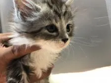 メインクーン【三重県・女の子・2021年10月24日・シルバーマッカレルタビー   ホワイト】の写真2