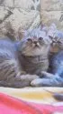 エキゾチックショートヘア【三重県・女の子・2014年1月27日・ブルーマッカレルタビー】の写真2