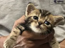 アメリカンショートヘア【三重県・男の子・2020年6月7日・ブラウンタビー】の写真3