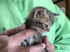 アメリカンショートヘア【三重県・男の子・2020年10月19日・ブラウンタビー】の写真3