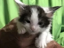 メインクーン【三重県・女の子・2020年2月27日・シルバータビーホワイト】の写真3