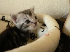 アメリカンショートヘア【三重県・女の子・2016年4月23日・シルバータビー】の写真3