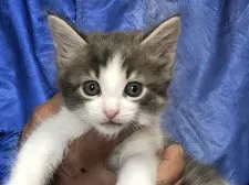 メインクーン【三重県・男の子・2020年2月14日・ブルータビーホワイト】の写真4