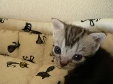 アメリカンショートヘア【三重県・女の子・2016年4月23日・シルバータビー】の写真4