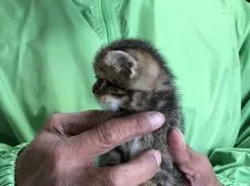 アメリカンショートヘア【三重県・男の子・2020年10月19日・ブラウンタビー】の写真4