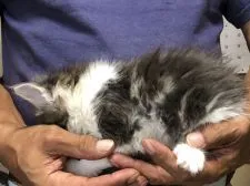 メインクーン【三重県・男の子・2020年7月4日・ブルータビー&ホワイト】の写真4