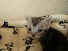 アメリカンショートヘア【三重県・女の子・2016年4月23日・シルバータビー】の写真5