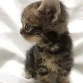 アメリカンショートヘア【三重県・男の子・2025年5月19日・ブラウンタビー】の写真10