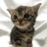 アメリカンショートヘア【三重県・男の子・2025年5月19日・ブラウンタビー】の写真11