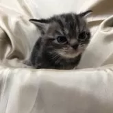 アメリカンショートヘア【三重県・女の子・2025年2月27日・ブラウンタビー】の写真13