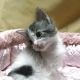 メインクーン【三重県・男の子・2025年9月17日・シルバータビーホワイト】の写真13