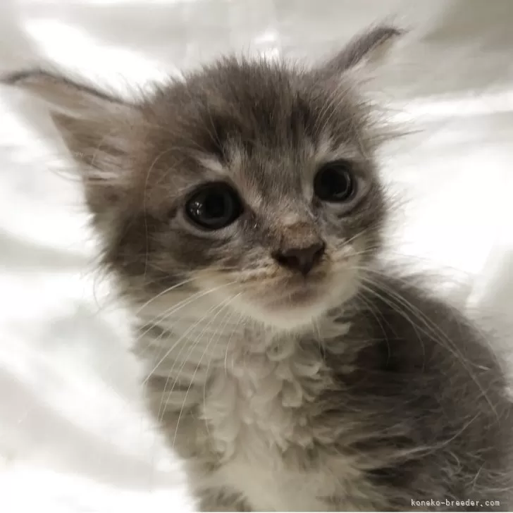 ID:2507-01042の子猫