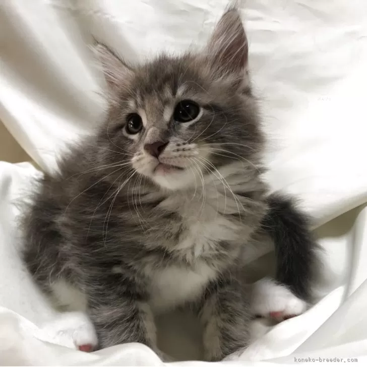 T.H 様のお迎えした子猫