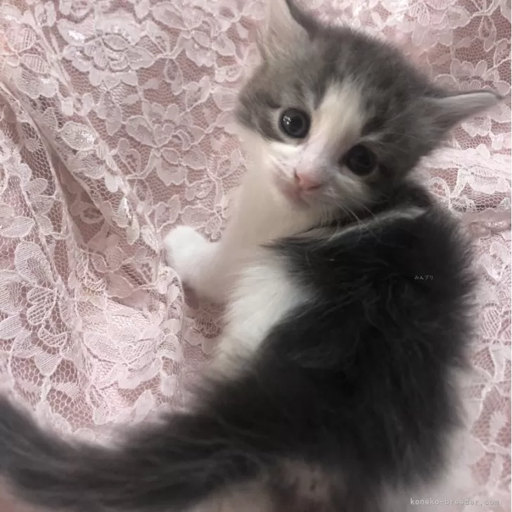 ID:2503-01356の子猫