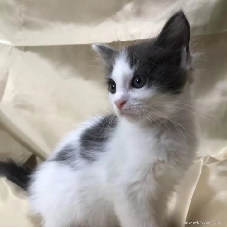 ID:2503-01355の子猫