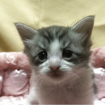 メインクーン【三重県・男の子・2025年9月17日・シルバータビーホワイト】の写真「まゆげ君」