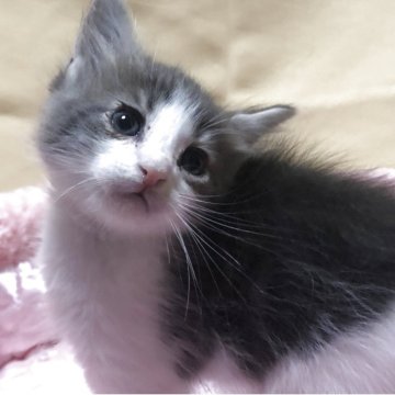 メインクーン【三重県・男の子・2025年9月17日・ブルータビーホワイト】の写真「僕イケメン」