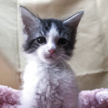 メインクーン【三重県・男の子・2025年9月17日・シルバータビーホワイト】の写真「まゆげ君」