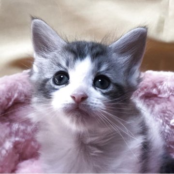 メインクーン【三重県・男の子・2025年9月17日・シルバータビーホワイト】の写真「まゆげ君」