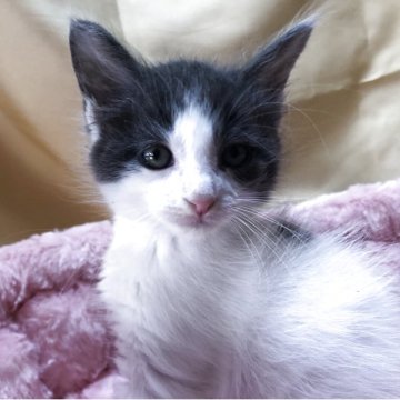 メインクーン【三重県・男の子・2025年9月17日・ブルーホワイト】の写真「可愛い男の子」