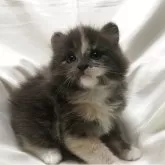 メインクーン