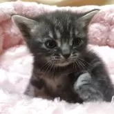 アメリカンショートヘア