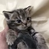 アメリカンショートヘア【三重県・女の子・2025年2月27日・ブラウンタビー】の写真1