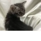 アメリカンショートヘア【三重県・男の子・2025年5月6日・シルバータビー】の写真3