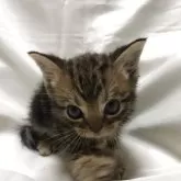 アメリカンショートヘア【三重県・男の子・2025年5月19日・ブラウンタビー】の写真4