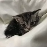 アメリカンショートヘア【三重県・男の子・2025年2月21日・シルバータビー】の写真5