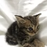 アメリカンショートヘア【三重県・男の子・2025年5月19日・ブラウンタビー】の写真6