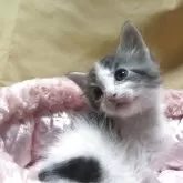 メインクーン【三重県・男の子・2025年9月17日・シルバータビーホワイト】の写真8