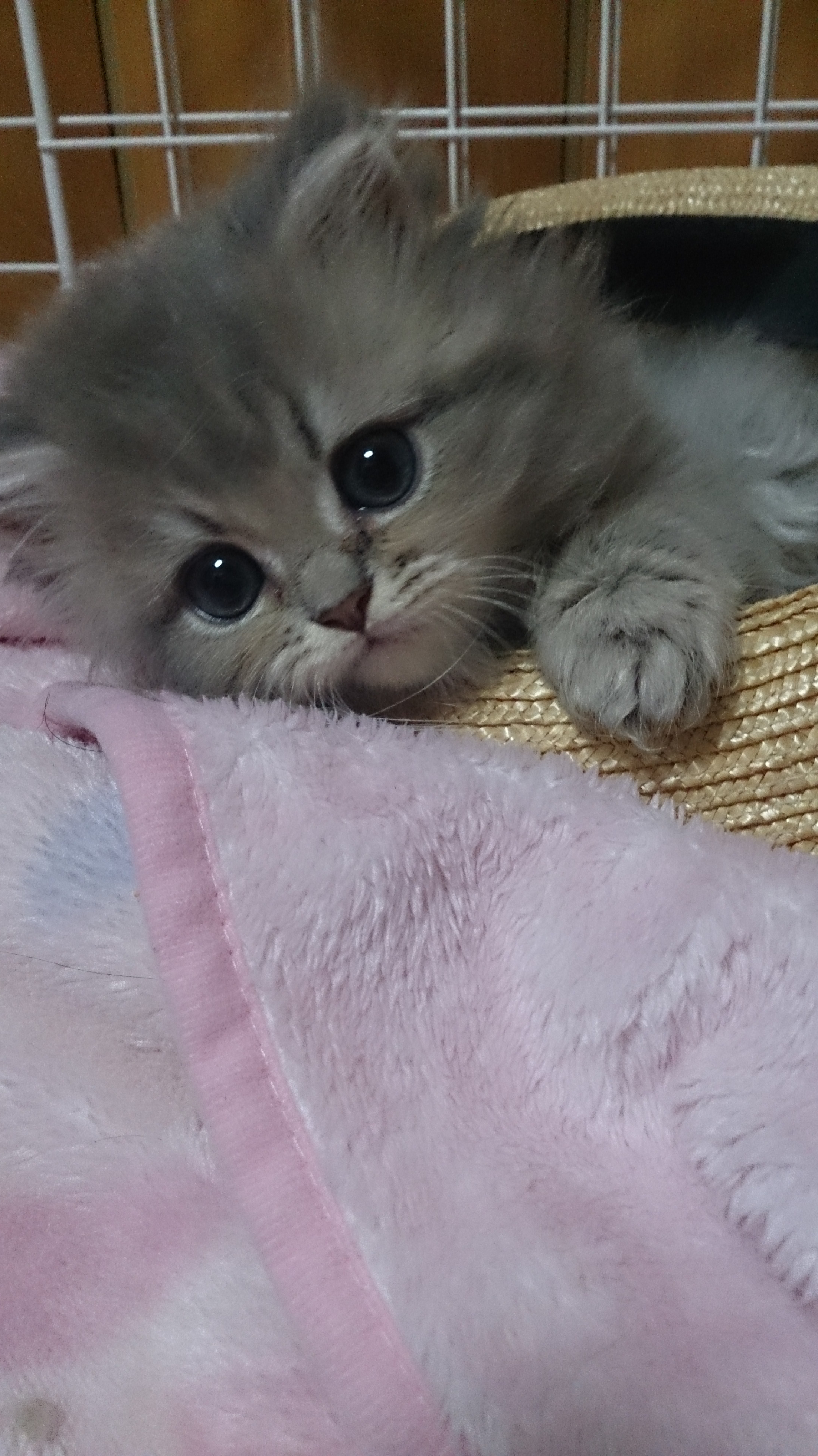 彦坂亜希子ブリーダー