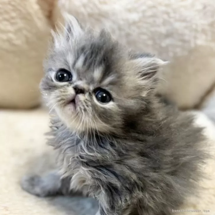 ID:2403-01553の子猫