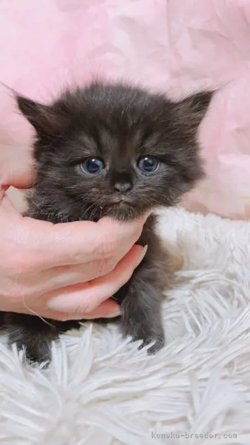 ID：2111-01073の子猫