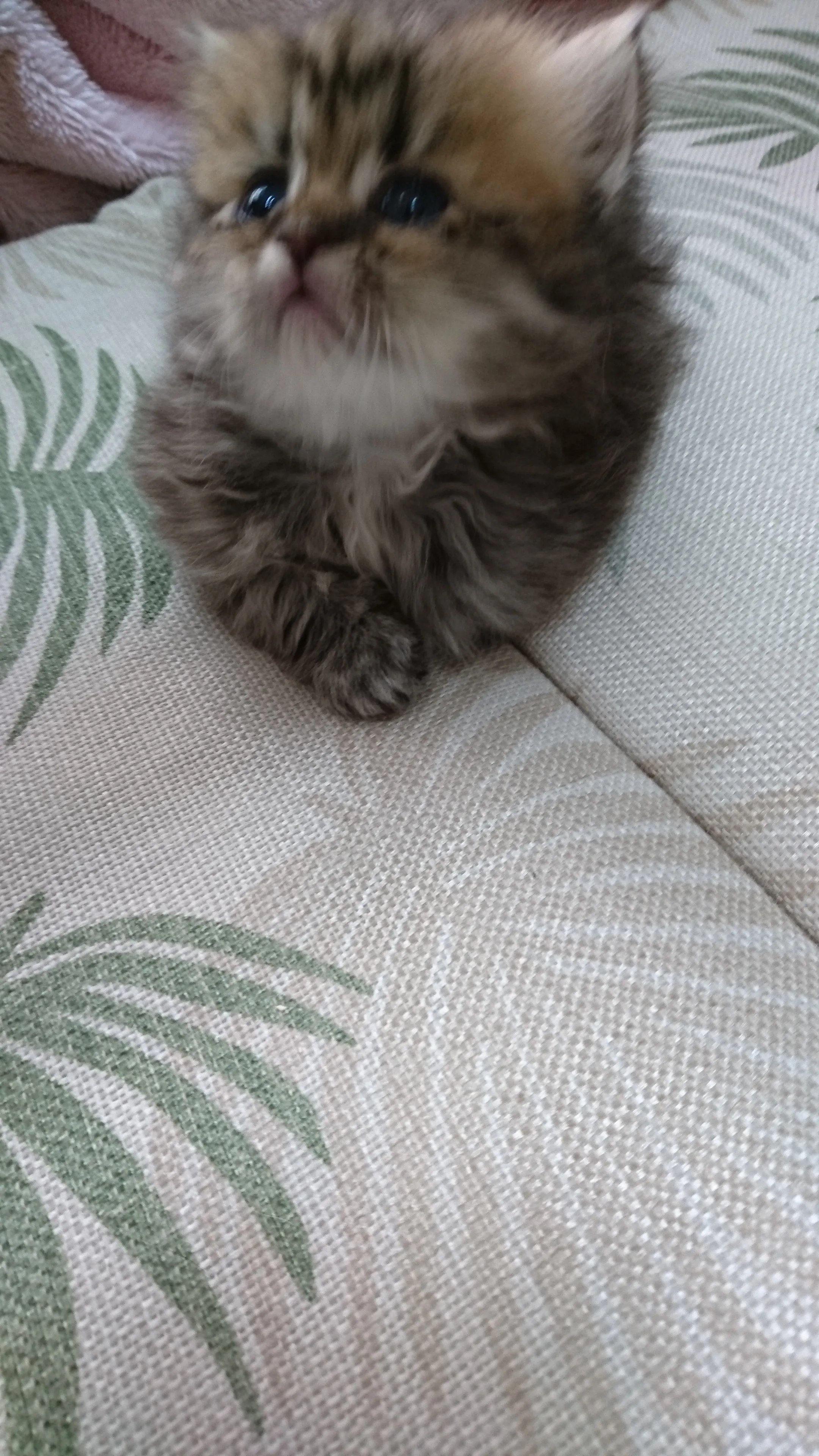 ID:1605-00397の子猫
